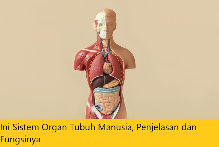 Ini Sistem Organ Tubuh Manusia, Penjelasan dan Fungsinya